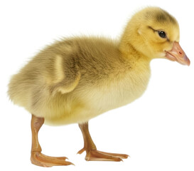 Fototapeta premium Fluffy yellow gosling chick standing, transparent background png