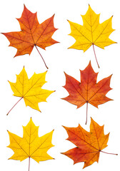 Collection of vibrant yellow and red autumn maple leaves isolated on white background