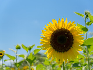 campo de girasoles, girasoles al florecer, girasoles floreciendo