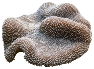 Textured organic form with numerous small protrusions, transparent background png