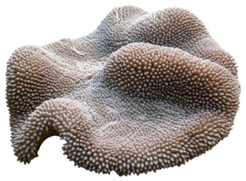 Textured organic form with numerous small protrusions, transparent background png