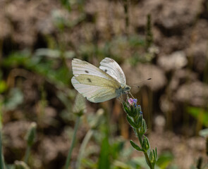 The image shows a Pieris rapae butterfly resting on a flower with a bluish tint. Its wings are light with small black spots. In the background, blurred green plants are visible.