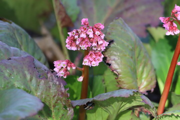 Elephants ears with large, glossy leaves and many purple flowers. Bergenia crassifolia, cordifolia.