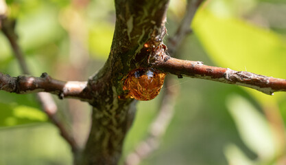 The image shows a drop of resin oozing from a tree branch. The resin is amber-colored and solidifying into a drop, forming a transparent shell around it. The background has blurred green leaves.