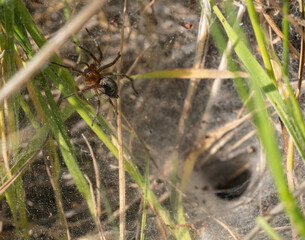 The image depicts a close-up of a funnel-web spider near the entrance of its web, located in the grass. The spider has reddish-brown legs and a dark body, likely a funnel-web or grass spider.