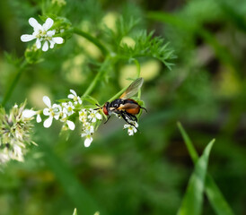 The image shows a close-up of a Scathophaga fly sitting on small white flowers. The fly has orange and black coloring, large eyes, and transparent wings. The background is blurred, 
