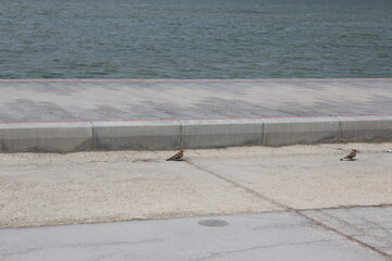 footage of the city of Al-Khobar in Corniche, and The birds, located in eastern Saudi Arabia on the...