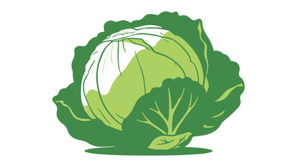 cabbage isolated on white background, green cabbage vector illustration