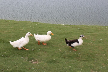footage of the city of Al-Khobar in Corniche, and The geese, located in eastern Saudi Arabia on the Arabian Gulf