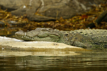 Image of crocodile lying on rock in lake.