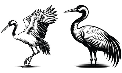 crane bird vector 