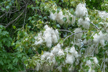 Pile of white poplar fluff on branches close-up. Open catkins of cottonwood tree seeds in green...