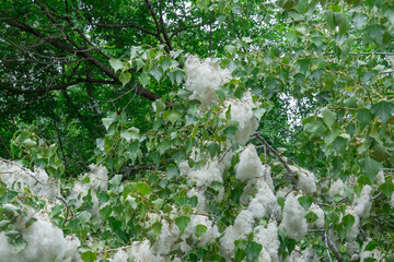 Pile of white poplar fluff on branches close-up. Open catkins of cottonwood tree seeds in green...