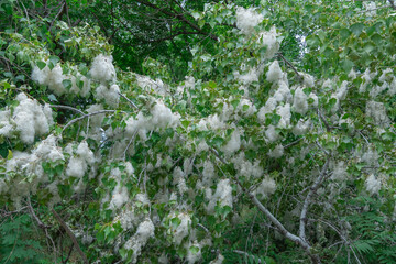 Pile of white poplar fluff on branches close-up. Open catkins of cottonwood tree seeds in green...