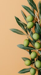 Close-up image of an olive branch with green unripe olives and dark green leaves on a pale beige background, illustrating healthy fruit trees and agriculture.