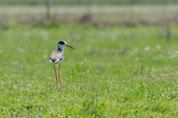 Black-necked Stilt on the grass. Himantopus himantopus