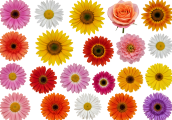  A vibrant assortment of colorful flowers in various shapes and sizes on a transparent background