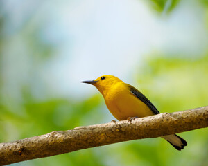 Obraz premium Prothonotary Warbler Close Up