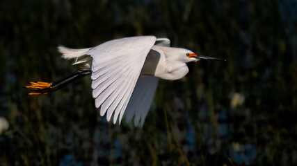 Snowy Egret In Flight