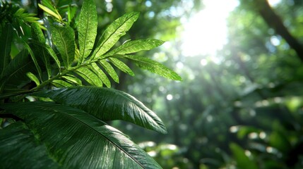 Lush Green Rainforest Foliage with Sunlight