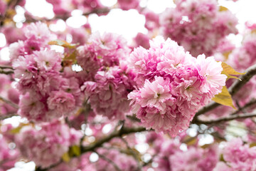 pink cherry blossom