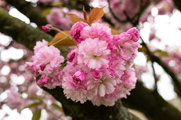 pink cherry blossom