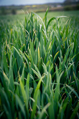 green grass in the morning