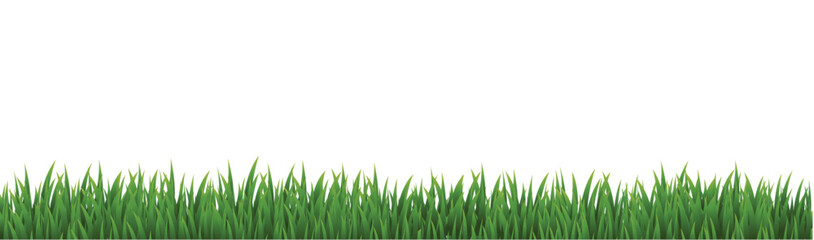 Fototapeta premium green grass background