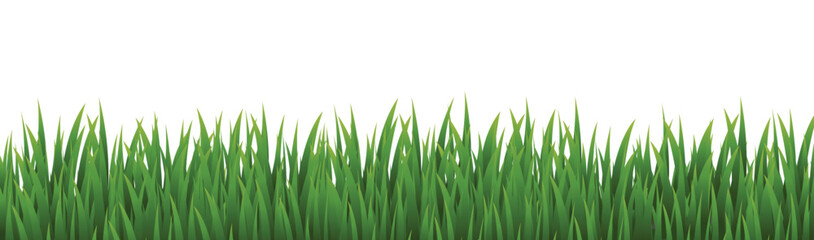 Fototapeta premium green grass isolated on white