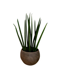 aloe vera plant in pot