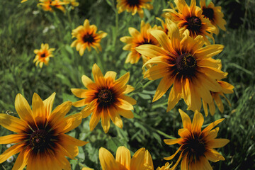 Bright yellow-red flowers of rudbeckia on a sunny background