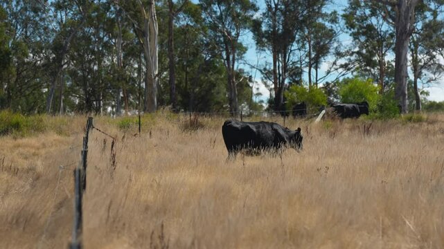 livestock in a meadow, sustainable carbon neutral farming being practiced. regenerative raised cows in a field. agricultural technology innovation.	
