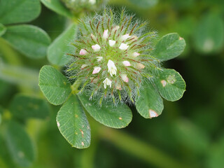 Hairy Trefoil (Trifolium cherleri)