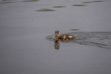 Egyptian goose Alopochen aegyptiaca gosling swimming in the water