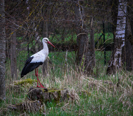 A white stork on an old stump.

