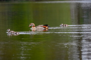 Egyptian goose Alopochen aegyptiaca with goslings swimming in the water
