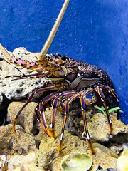 Caribbean spiny lobster (Panulirus argus) Jardines