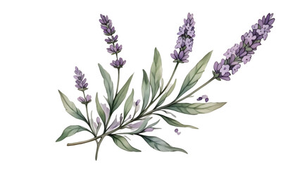 Naklejka premium Watercolor Lavender Sprig Transparent PNG