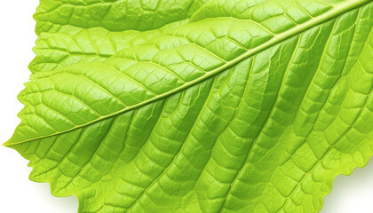 Fototapeta premium Close Up of a Vibrant Green Leaf with Detailed Veins