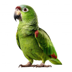 Colorful parrot in natural habitat wildlife lush environment close-up view vibrant feathers for seo impact