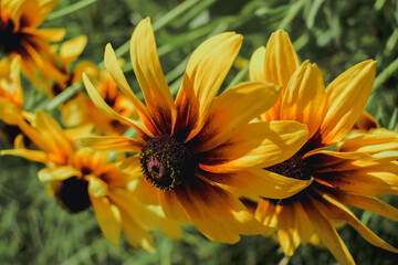 Bright yellow-red flowers of rudbeckia on a sunny background
