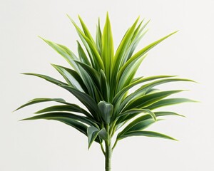 Fototapeta premium Plant Green leaves radiate