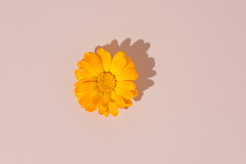 Single yellow flower casting soft shadow on a pale beige surface. Studio flat lay captured from...