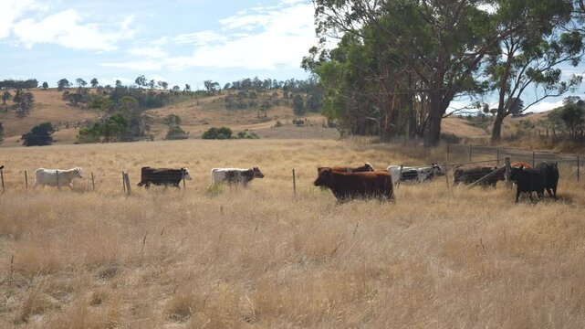 livestock in a meadow, sustainable carbon neutral farming being practiced. regenerative raised cows in a field. agricultural technology innovation.	

