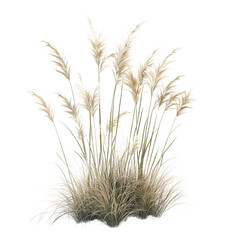 Obraz premium Isolated Grasses on Transparent Background