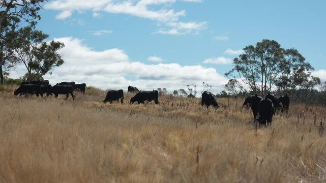 livestock in a meadow, sustainable carbon neutral farming being practiced. regenerative raised cows in a field. agricultural technology innovation.	
