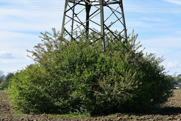 Green growth at the bottom of an electricity pylon