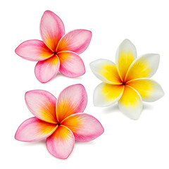 Fototapeta premium Vibrant Pink and White Plumeria Flowers Against a White Background