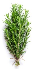 Fototapeta premium bunch of rosemary