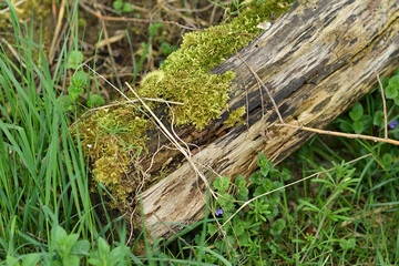 old rotten tree trunk covered with moss